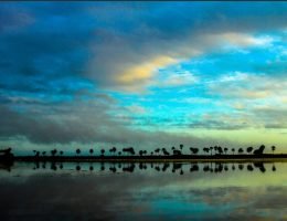 visita los llanos orientales en Colombia