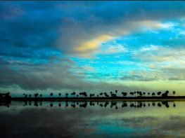 visita los llanos orientales en Colombia