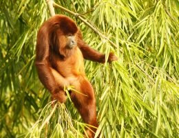 Amazonas Tours