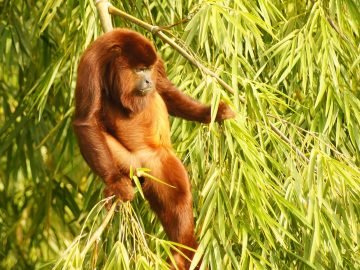 Amazonas Tours