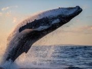 alistamiento-ballenas-colombia