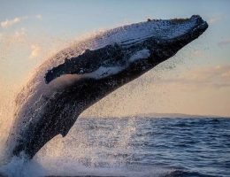 alistamiento-ballenas-colombia