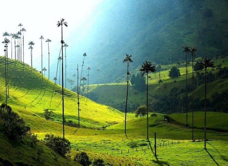 viaje a la zona cafetera colombiana