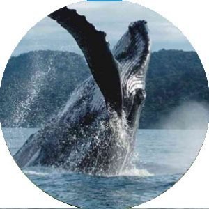 alistamiento de ballenas en Colombia