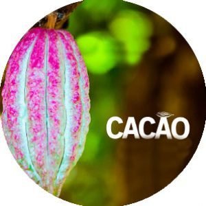 Donde Comprar Cacao Colombiano