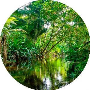 SELVA AMAZONICA
